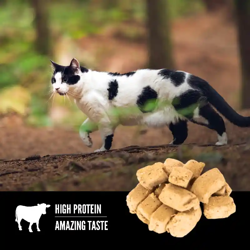 Champion Cat Orijen Fd Regional Red Treat 1.25 Oz