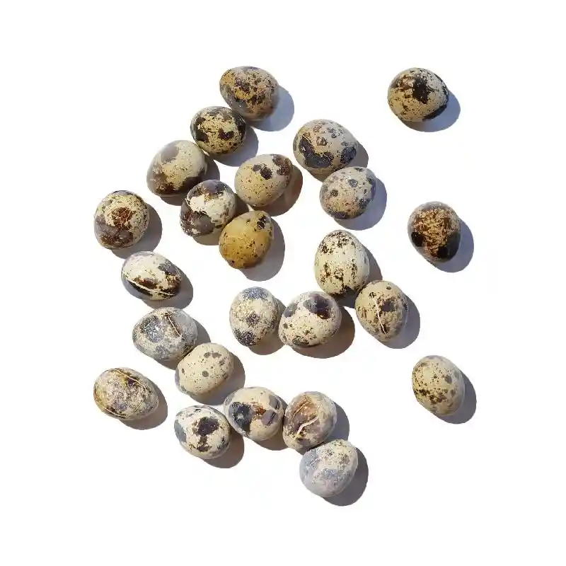 Savage Cat/Dog Quail Eggs