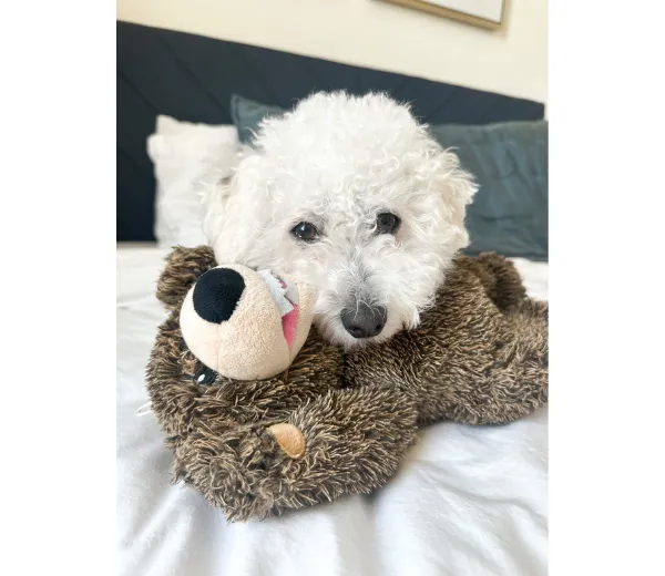 Tall Tails Dog Toy 2 in 1 Grizzly Bear Head 4"  with White Dog