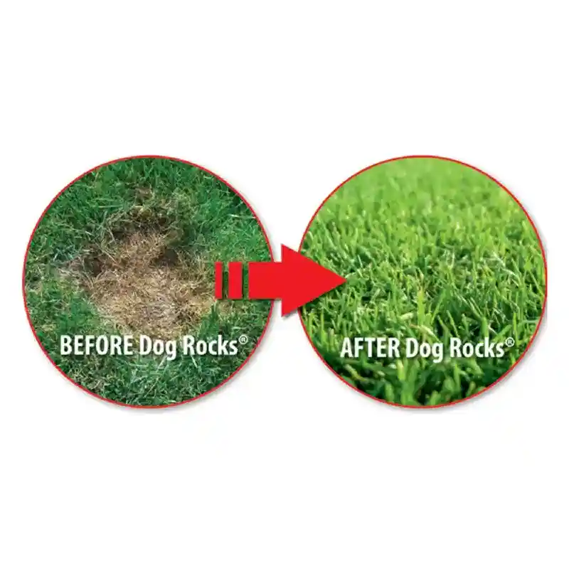Dog Rocks