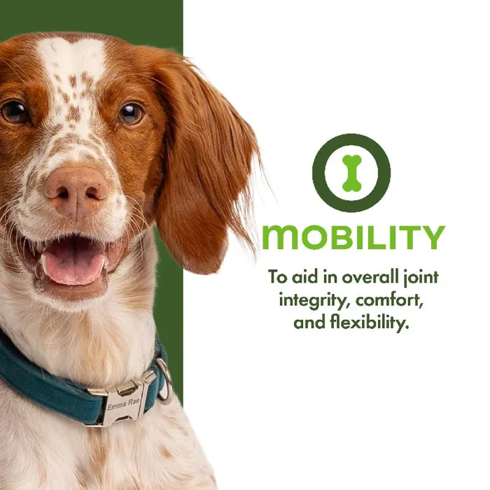 Fromm Treat Functional Mobility 6oz