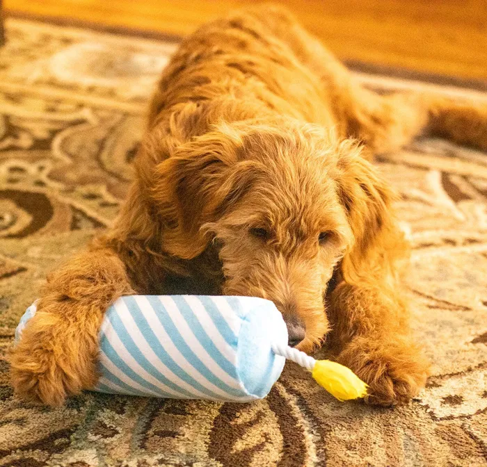 Thoozypet Birthday Candle Blue Plush Dog Toy With Rope 16"