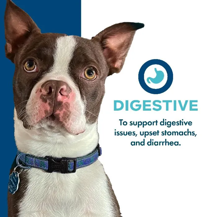 Fromm Can Digestive 13oz